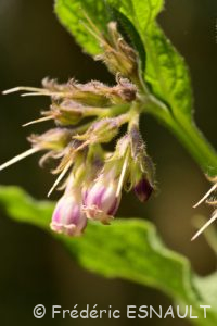Cousoudre officinale ou Grande consoude (Symphytum officinale)