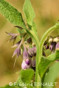 Cousoudre officinale ou Grande consoude (Symphytum officinale)
