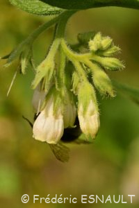 Cousoudre officinale ou Grande consoude (Symphytum officinale)