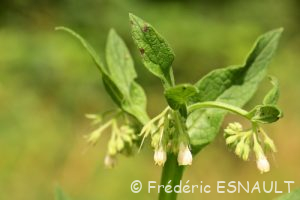 Cousoudre officinale ou Grande consoude (Symphytum officinale)