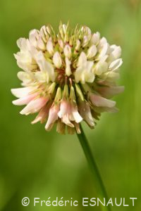 Trèfle blanc ou Trèfle rampant (Trifolium repens)