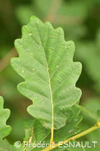 Chêne rouvre ou Chêne sessile (Quercus petraea)