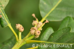 Chêne rouvre ou Chêne sessile (Quercus petraea)