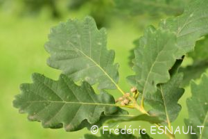 Chêne rouvre ou Chêne sessile (Quercus petraea)