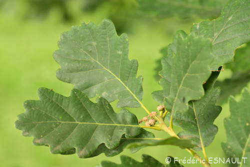 Chêne rouvre ou Chêne sessile (Quercus petraea)