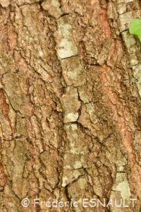 Chêne rouvre ou Chêne sessile (Quercus petraea)