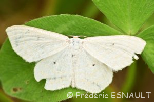 Acidalie des pâturages (Scopula immutata)