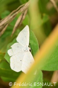 Acidalie des pâturages (Scopula immutata)