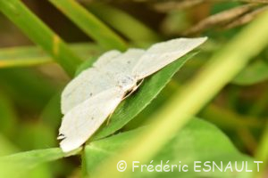 Acidalie des pâturages (Scopula immutata)