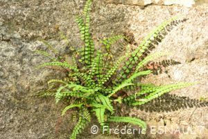 Capillaire des murailles (Asplenium trichomanes)