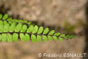 Capillaire des murailles (Asplenium trichomanes)