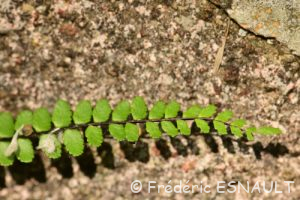 Capillaire des murailles (Asplenium trichomanes)
