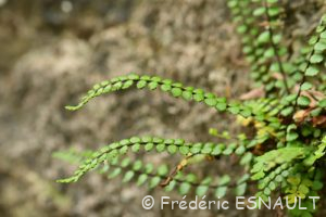 Capillaire des murailles (Asplenium trichomanes)
