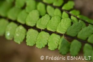 Capillaire des murailles (Asplenium trichomanes)