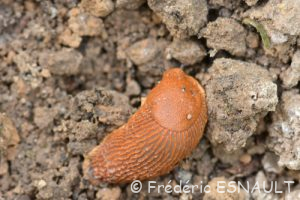 Grande Loche (Arion rufus)