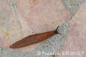 Grande Loche (Arion rufus)