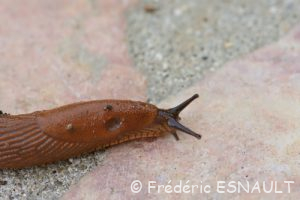 Grande Loche (Arion rufus)