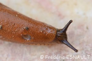 Grande Loche (Arion rufus)