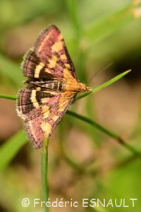 Pyrale pourprée (Pyrausta purpuralis)