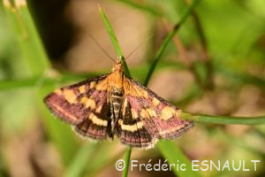 Pyrale pourprée (Pyrausta purpuralis)