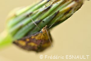 Pyrale pourprée (Pyrausta purpuralis)