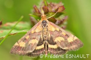 Pyrale pourprée (Pyrausta purpuralis)