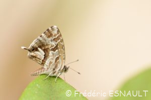 Argus des Pélargoniums ou Brun des pélargoniums (Cacyreus marshalli)