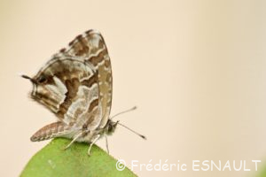 Argus des Pélargoniums ou Brun des pélargoniums (Cacyreus marshalli)