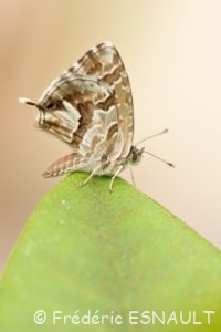 Argus des Pélargoniums ou Brun des pélargoniums (Cacyreus marshalli)