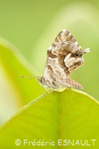 Argus des Pélargoniums ou Brun des pélargoniums (Cacyreus marshalli)