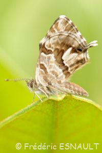 Argus des Pélargoniums ou Brun des pélargoniums (Cacyreus marshalli)