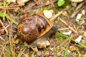 Escargot petit-gris (Cornu aspersum)