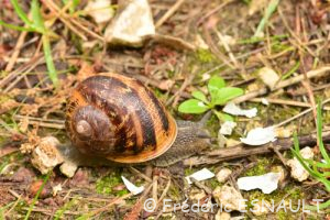 Escargot petit-gris (Cornu aspersum)