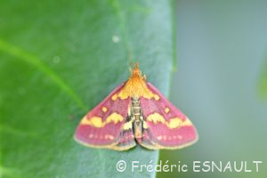 Pyrale pourprée (Pyrausta purpuralis)