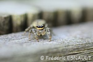 Grande saltique (Marpissa muscosa)