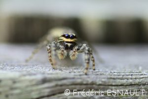 Grande saltique (Marpissa muscosa)