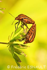 Punaise arlequin ou Graphosome rayé (Graphosoma italicum)