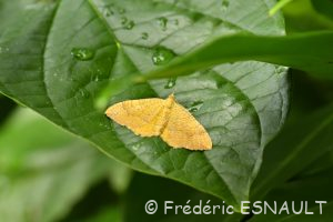 Brocatelle d'or (Camptogramma bilineata)