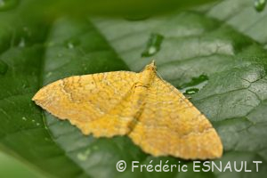 Brocatelle d'or (Camptogramma bilineata)