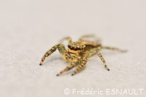 Grande saltique (Marpissa muscosa)