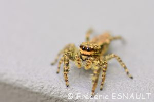 Grande saltique (Marpissa muscosa)