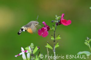 Moro-sphinx (Macroglossum stellatarum)