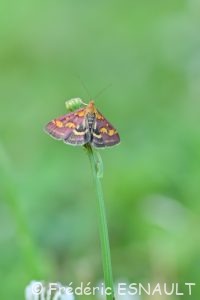 Pyrauste pourprée (Pyrausta purpuralis)