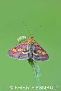 Pyrauste pourprée (Pyrausta purpuralis)