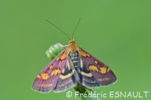 Pyrauste pourprée (Pyrausta purpuralis)