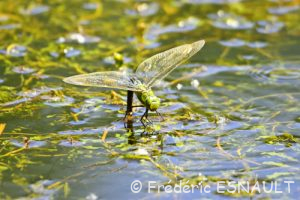 Anax empereur (Anax imperator)
