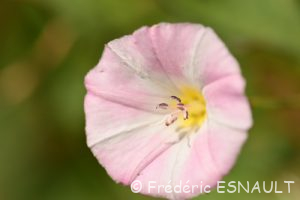 Liseron des champs (Convolvulus arvensis)