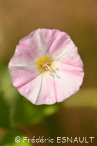 Liseron des champs (Convolvulus arvensis)
