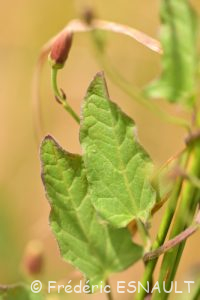 Liseron des champs (Convolvulus arvensis)