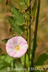 Liseron des champs (Convolvulus arvensis)